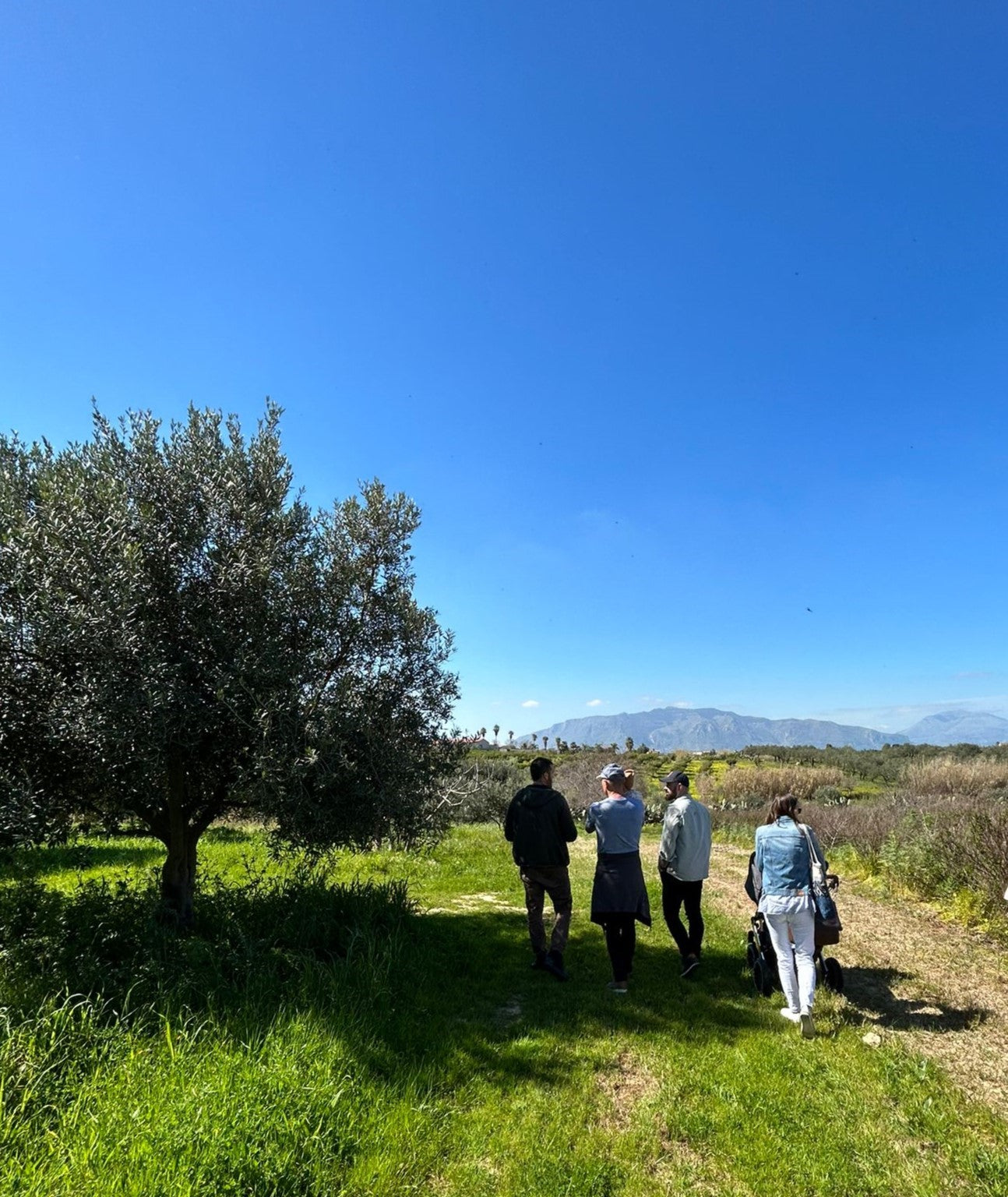 Balestrate: Olive Grove Tour and Tasting of Olive Oil, Sicilian Wines, and Balsamic Vinegar