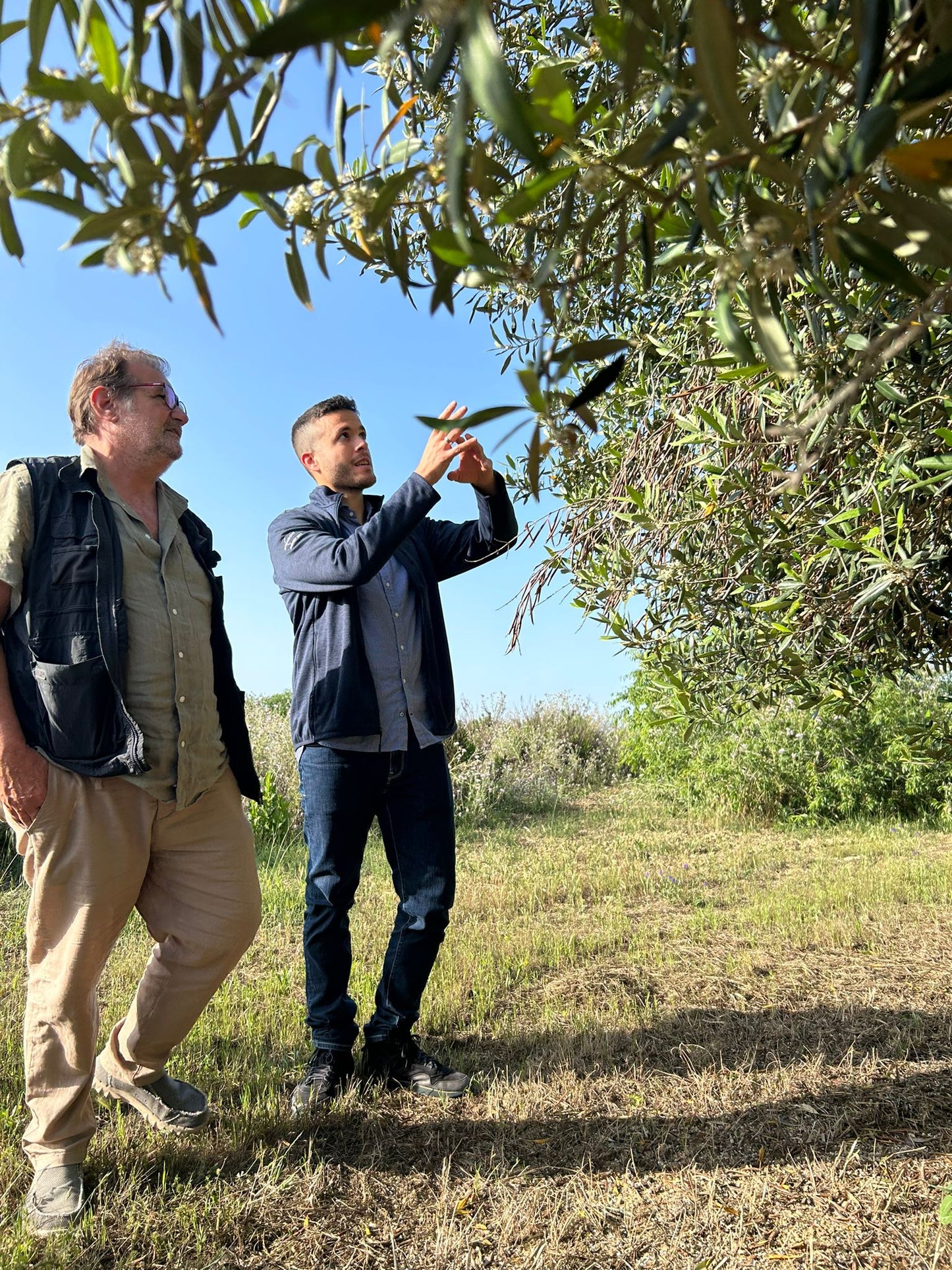 Balestrate: Olive Grove Tour and Tasting of Olive Oil, Sicilian Wines, and Balsamic Vinegar