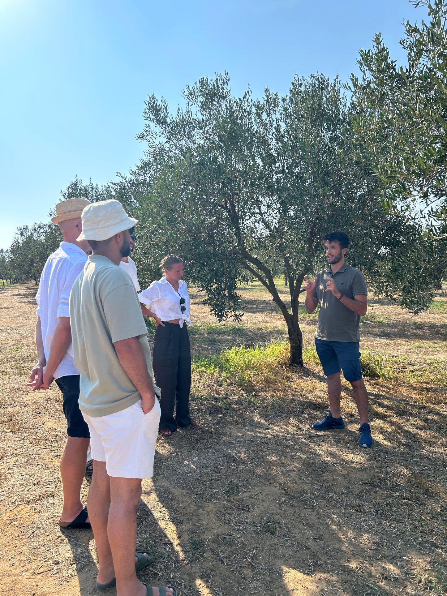 Balestrate: Olive Grove Tour and Tasting of Olive Oil, Sicilian Wines, and Balsamic Vinegar